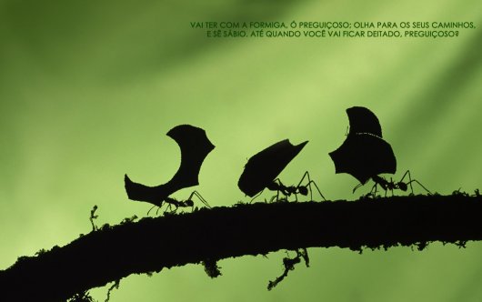 preguica-formiga_1920x12001.jpg