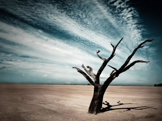 arvore-no-deserto-43c65.jpg